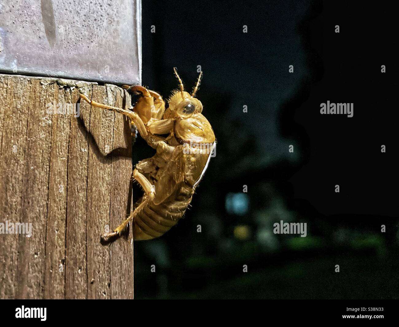 Empty cicada shell on a pole during night time in summer in Japan Stock Photo