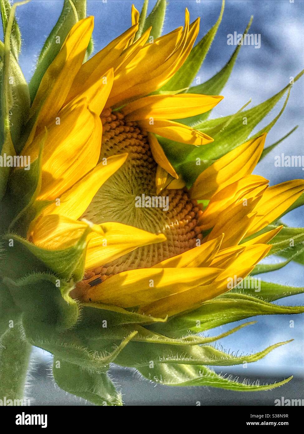 Sunflower opening Stock Photo