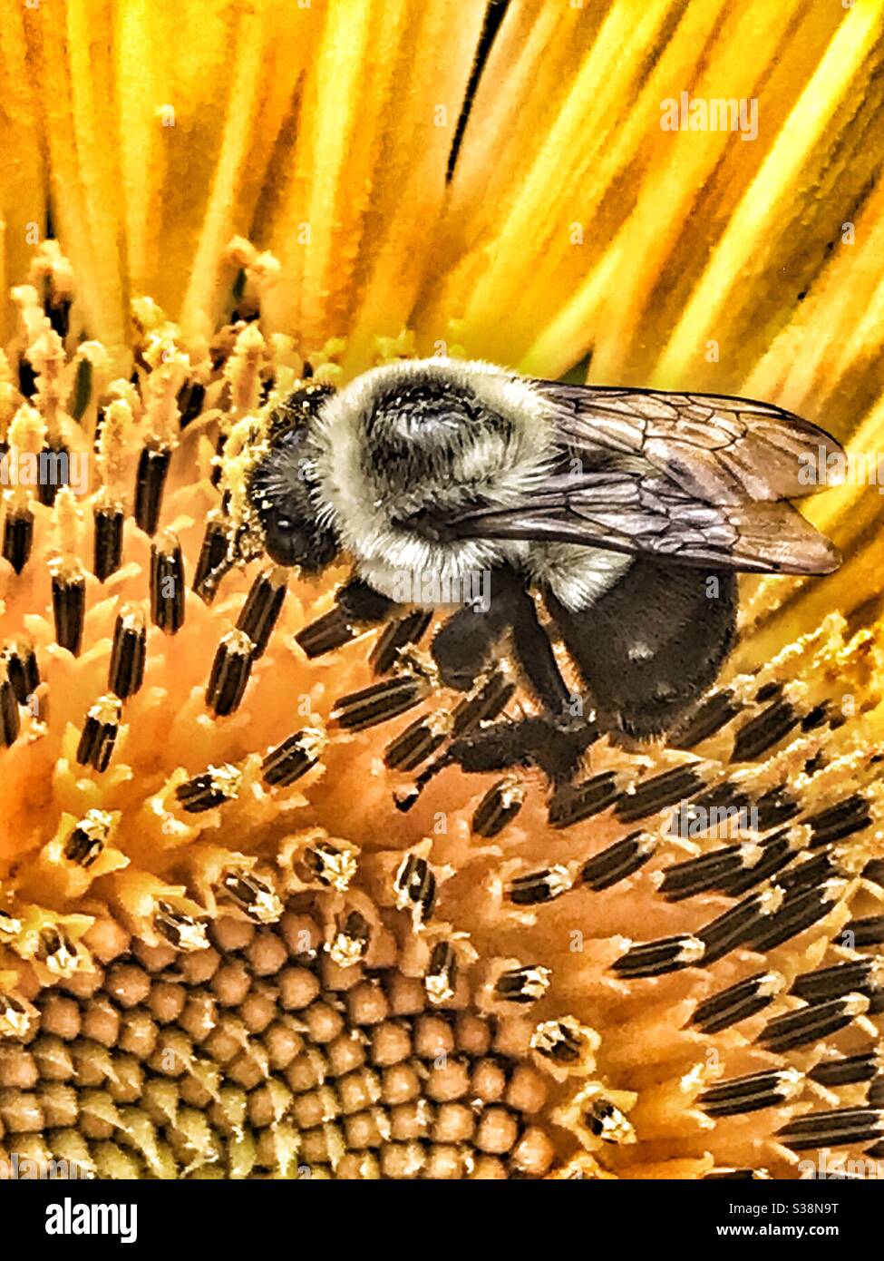Bee collecting pollen on a sunflower bee Stock Photo
