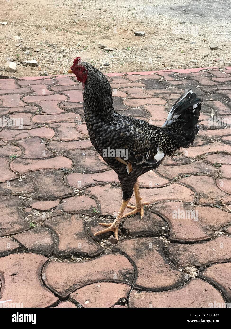A chicken with black feathers - Smartphone Captured Stock Image