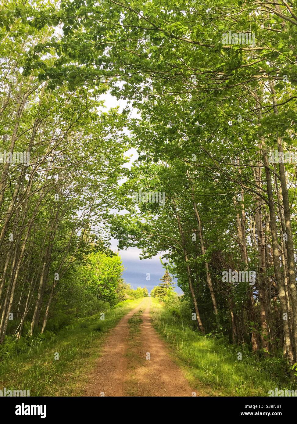 Birch trees in spring along the Confederation Trail or Trans Canada Trail in rural Prince Edward Island, Canada. - Smartphone Captured Stock Image
