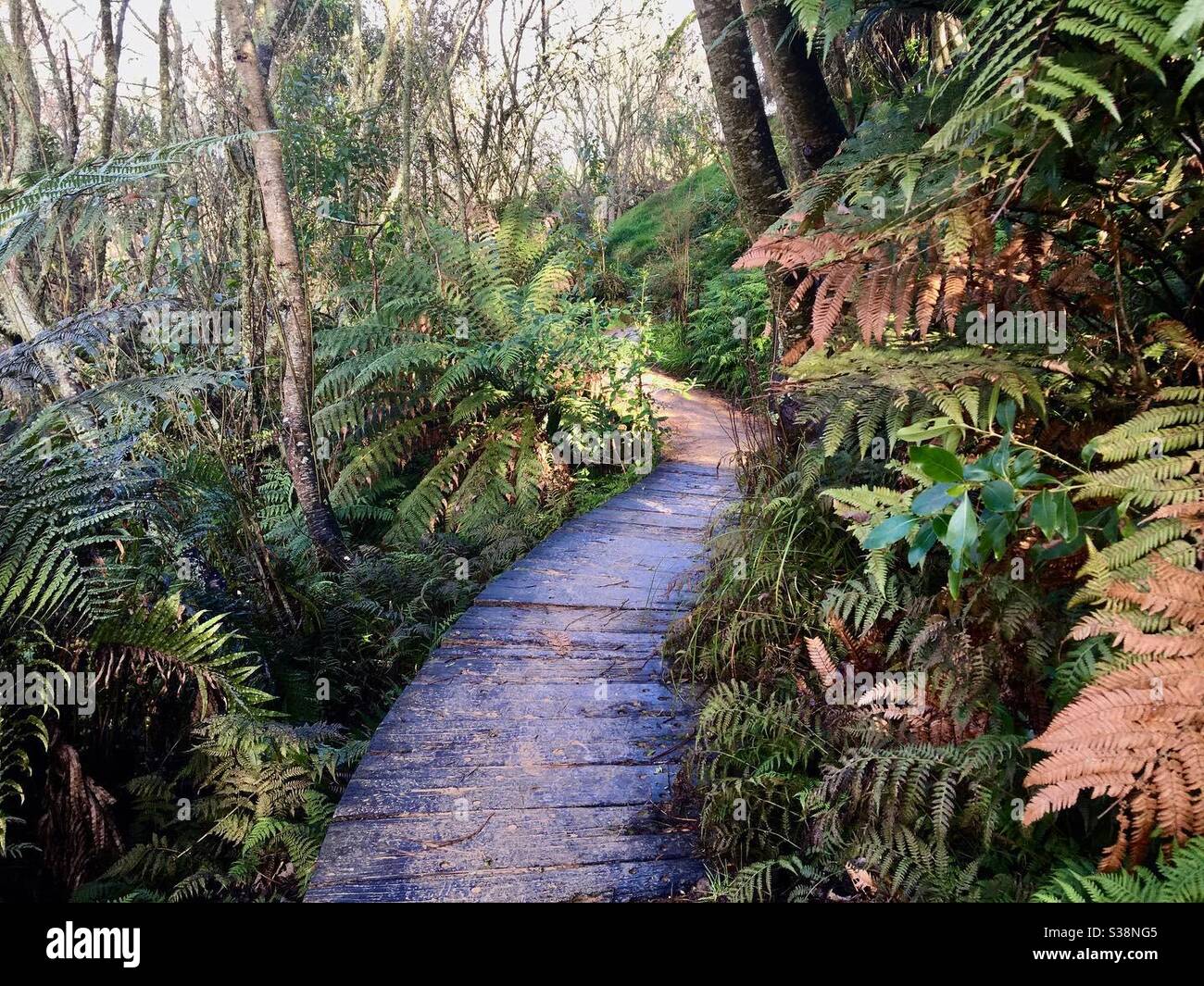 Ferns and walkway - Smartphone Captured Stock Image