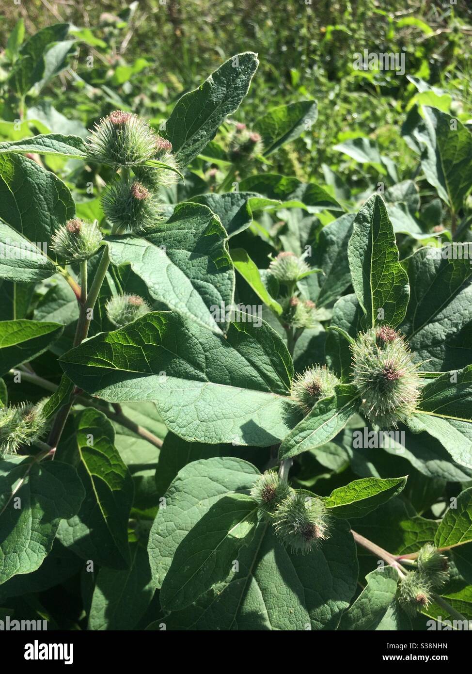 Green weeds hires stock photography and images Alamy