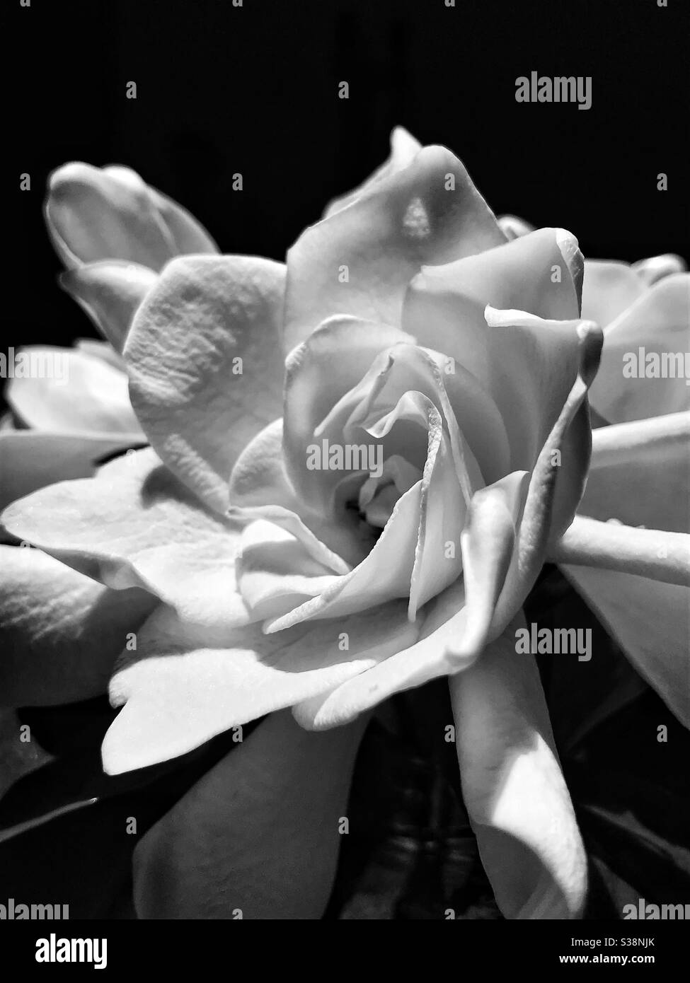 Gardenia flower close up in black and white with dramatic lighting Stock Photo