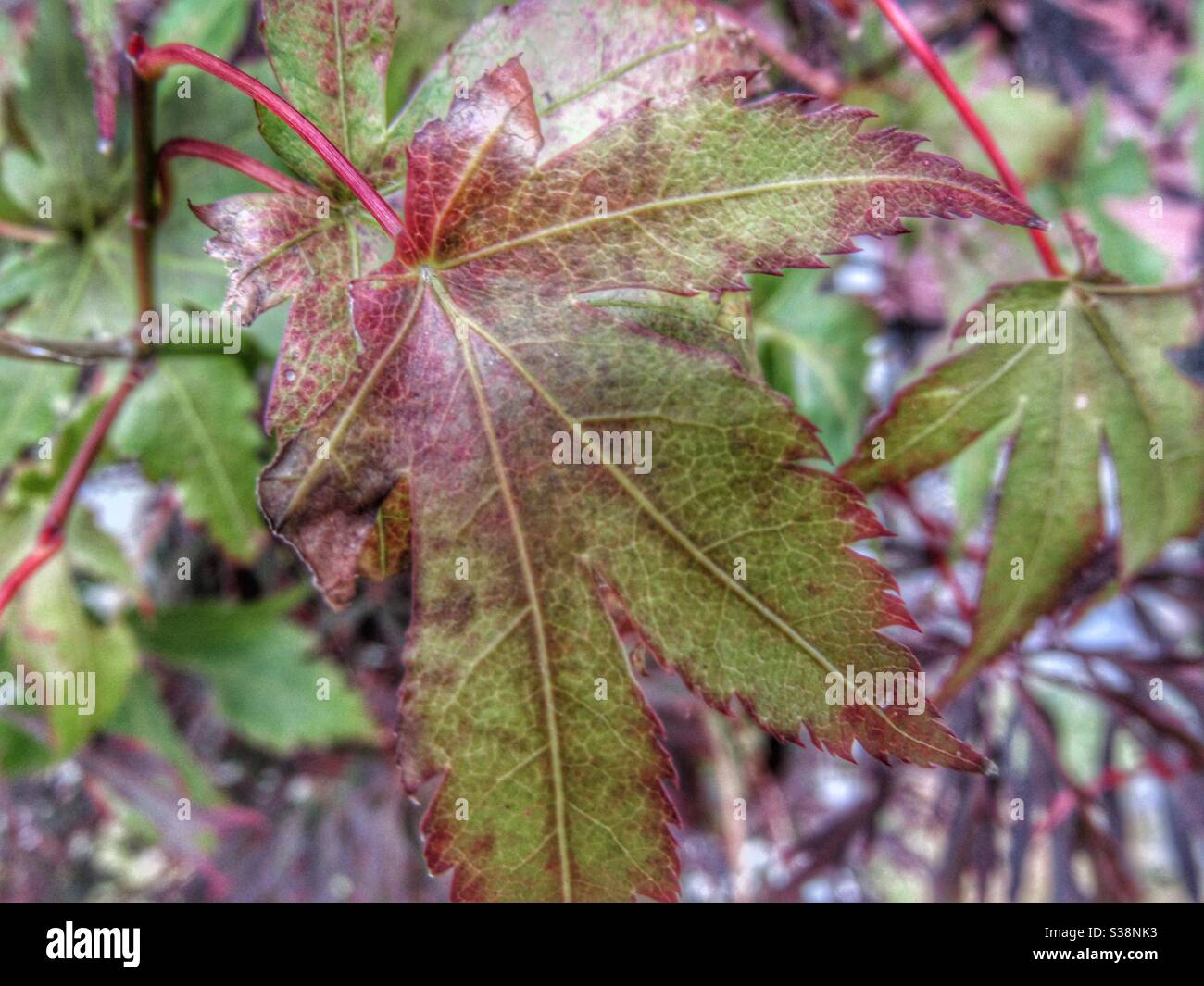 Macro photography - maple leaf - Smartphone Captured Stock Image