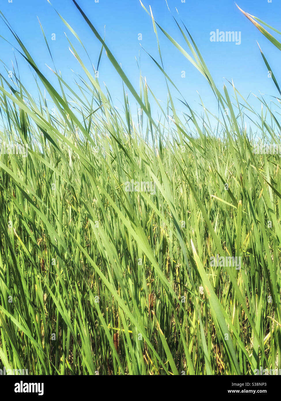 Field grass in the wind. - Smartphone Captured Stock Image