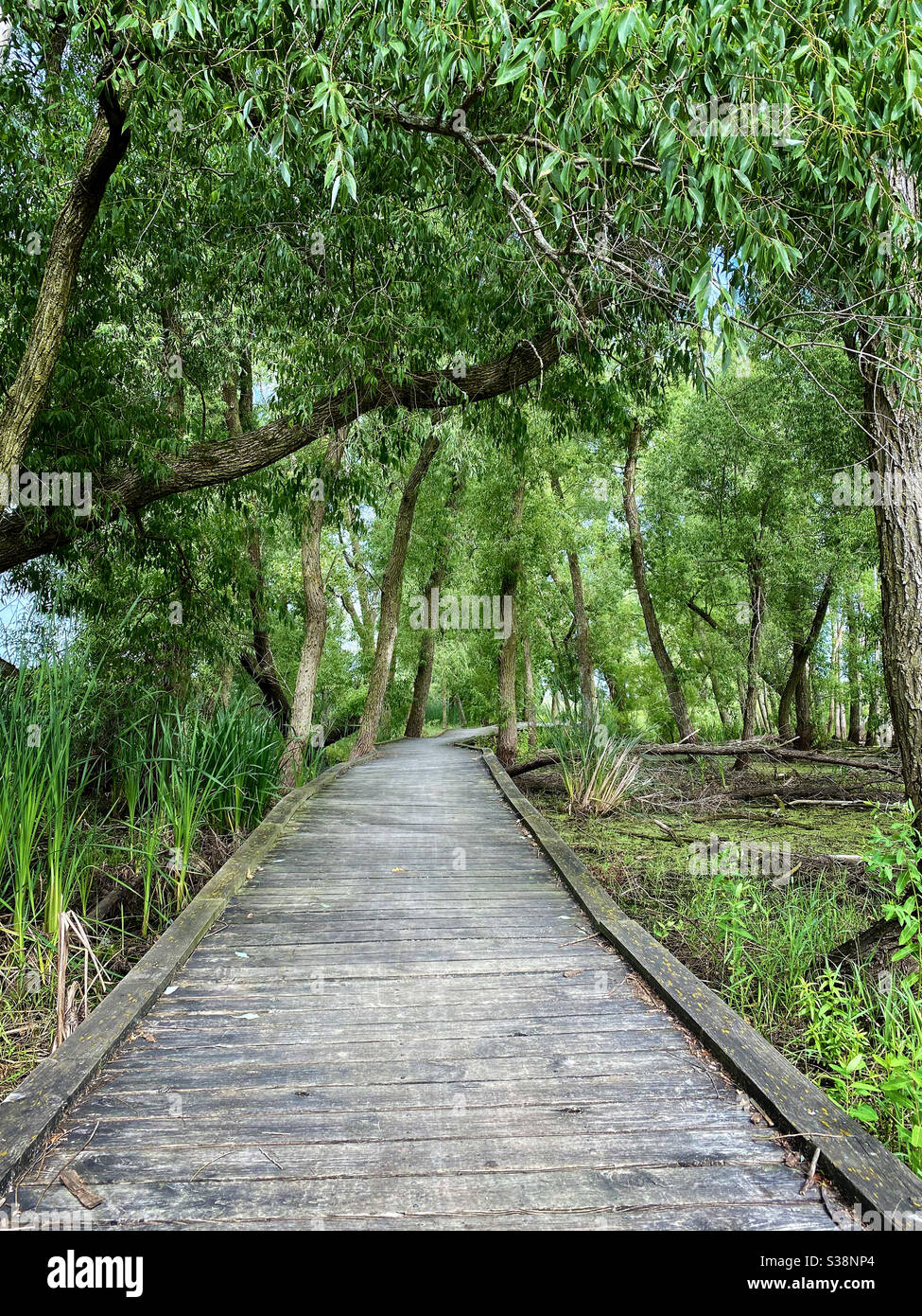 Bridge in forest preserve - Smartphone Captured Stock Image