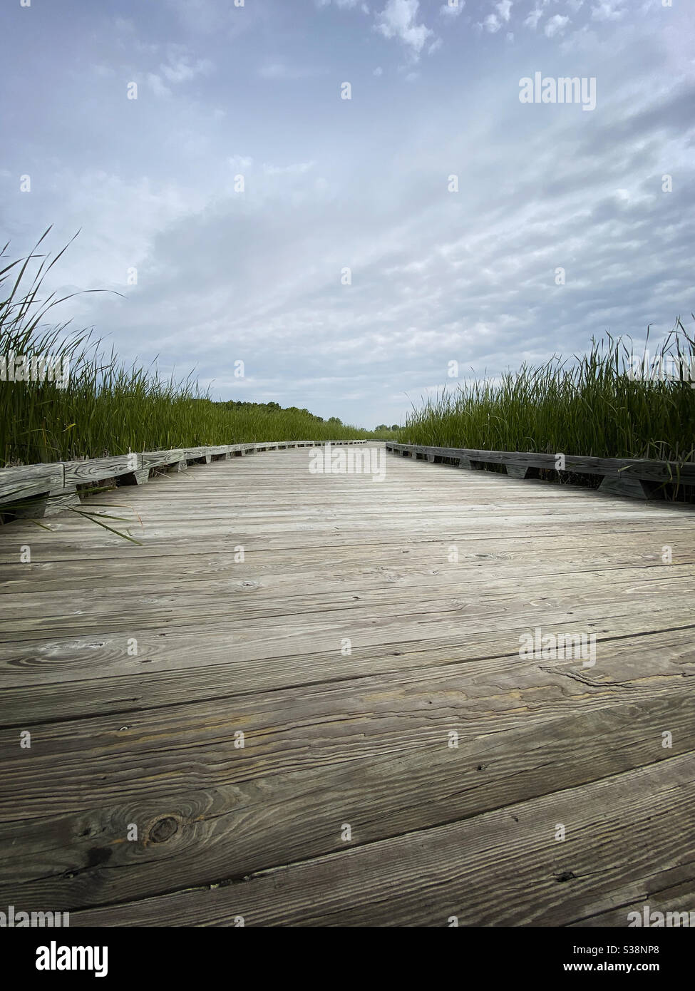 Wooden path in wetlands Stock Photo