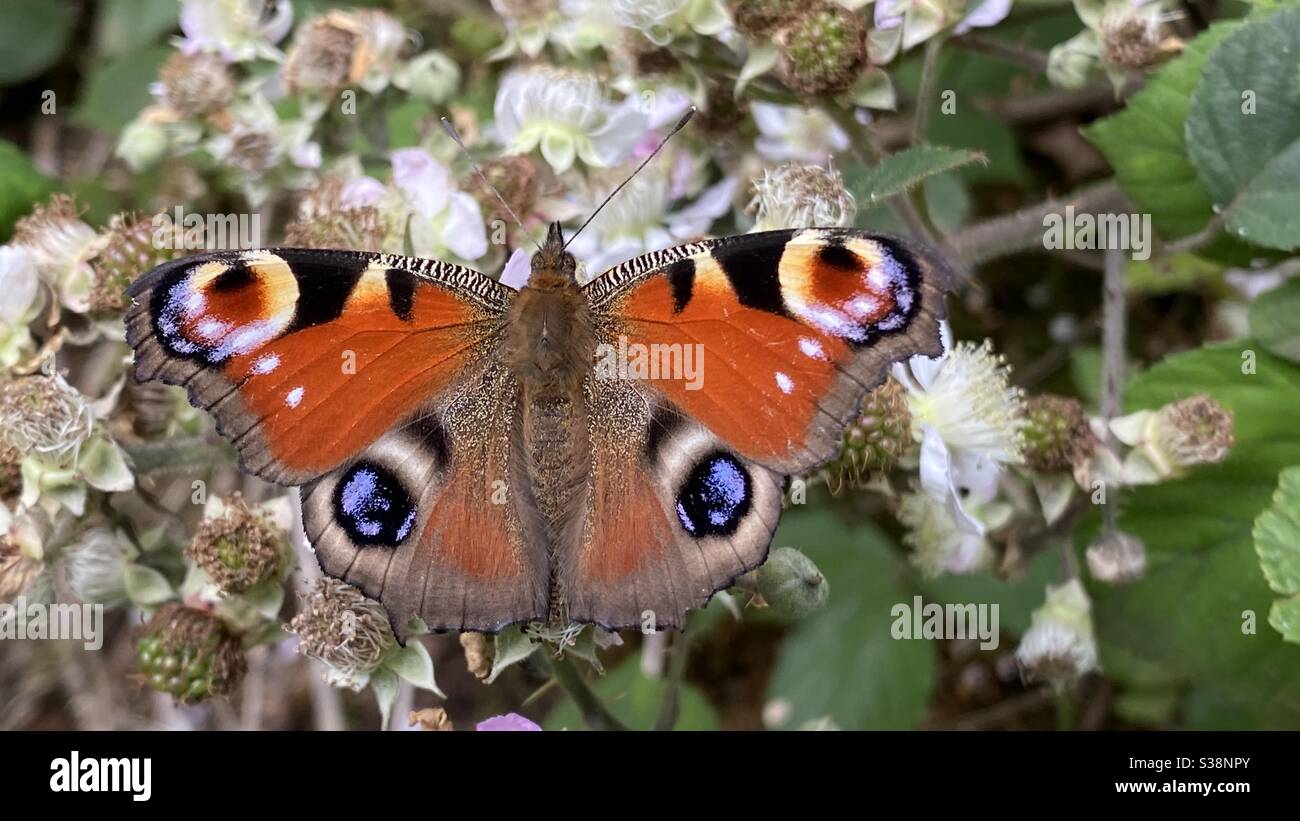 Peacock butterfly on blackberry flowers in Epping Forest Stock Photo