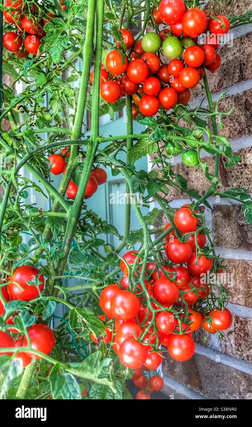 Cherry tomatoes on the vine, a bumper crop Stock Photo