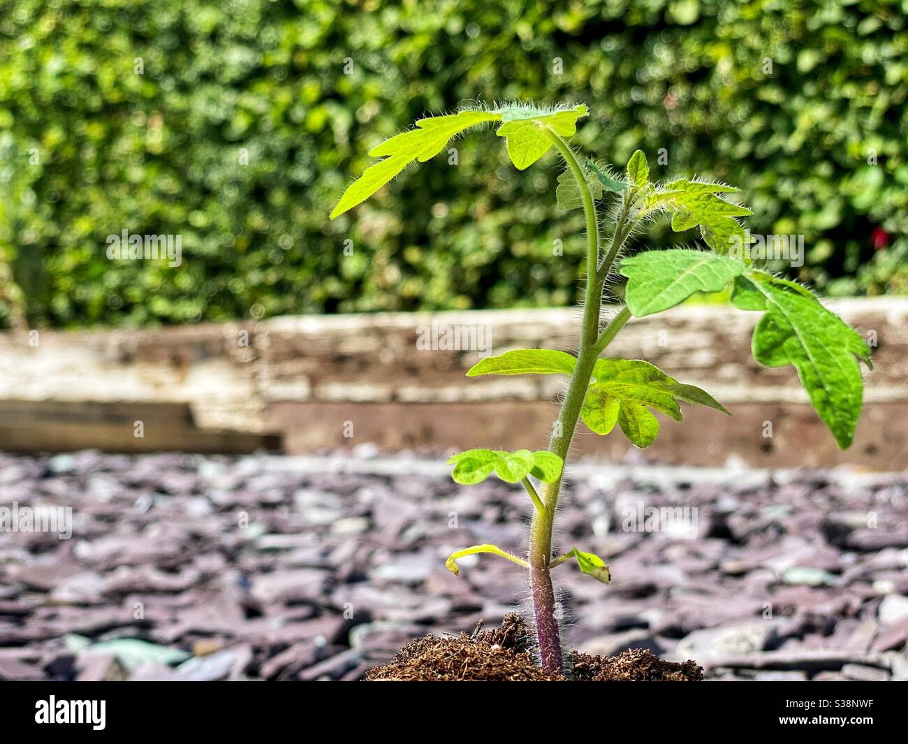 Shoots of a young tomato plant in fertile compost. No people. Copy space. Stock Photo