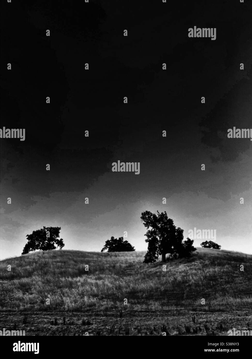 Oak trees in grassland at twilight, in black and white - Smartphone Captured Stock Image
