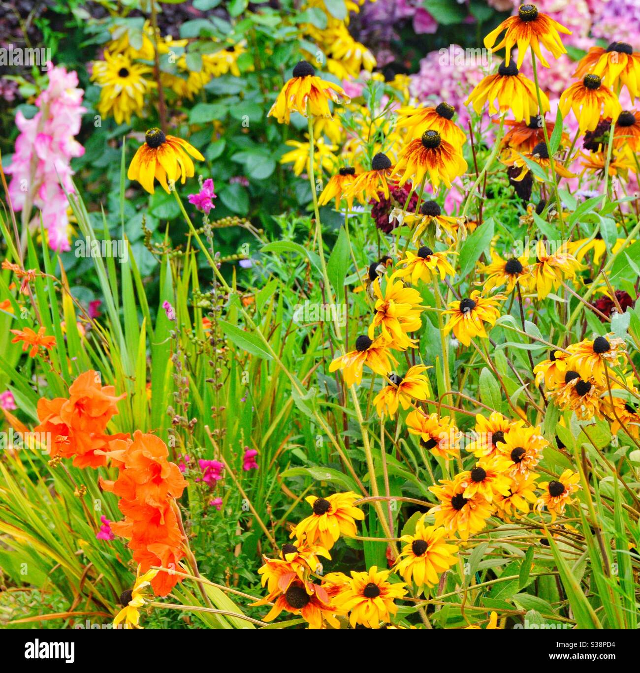 Vibrant and colourful flowers hi-res stock photography and images - Alamy