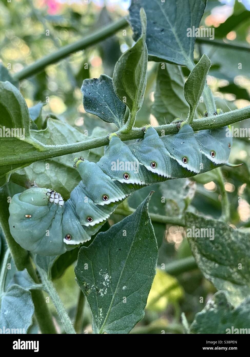 download tomato worm