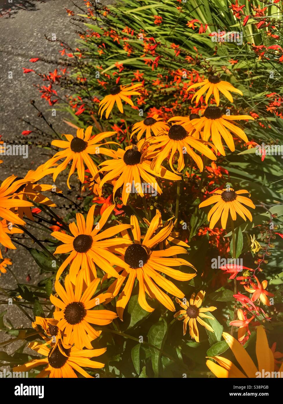Black eyed Susan flowers - Smartphone Captured Stock Image