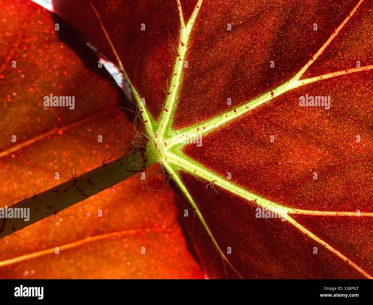 Close up of back side of begonia erythrophylla leaf. Stock Photo