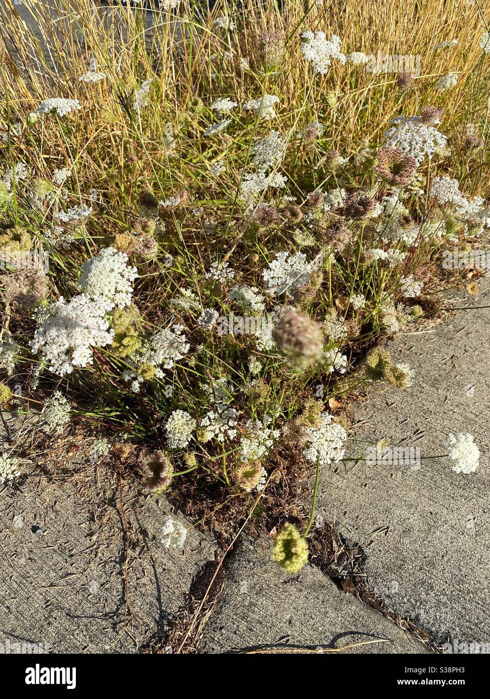 Weeds growing sidewalk hi-res stock photography and images - Alamy