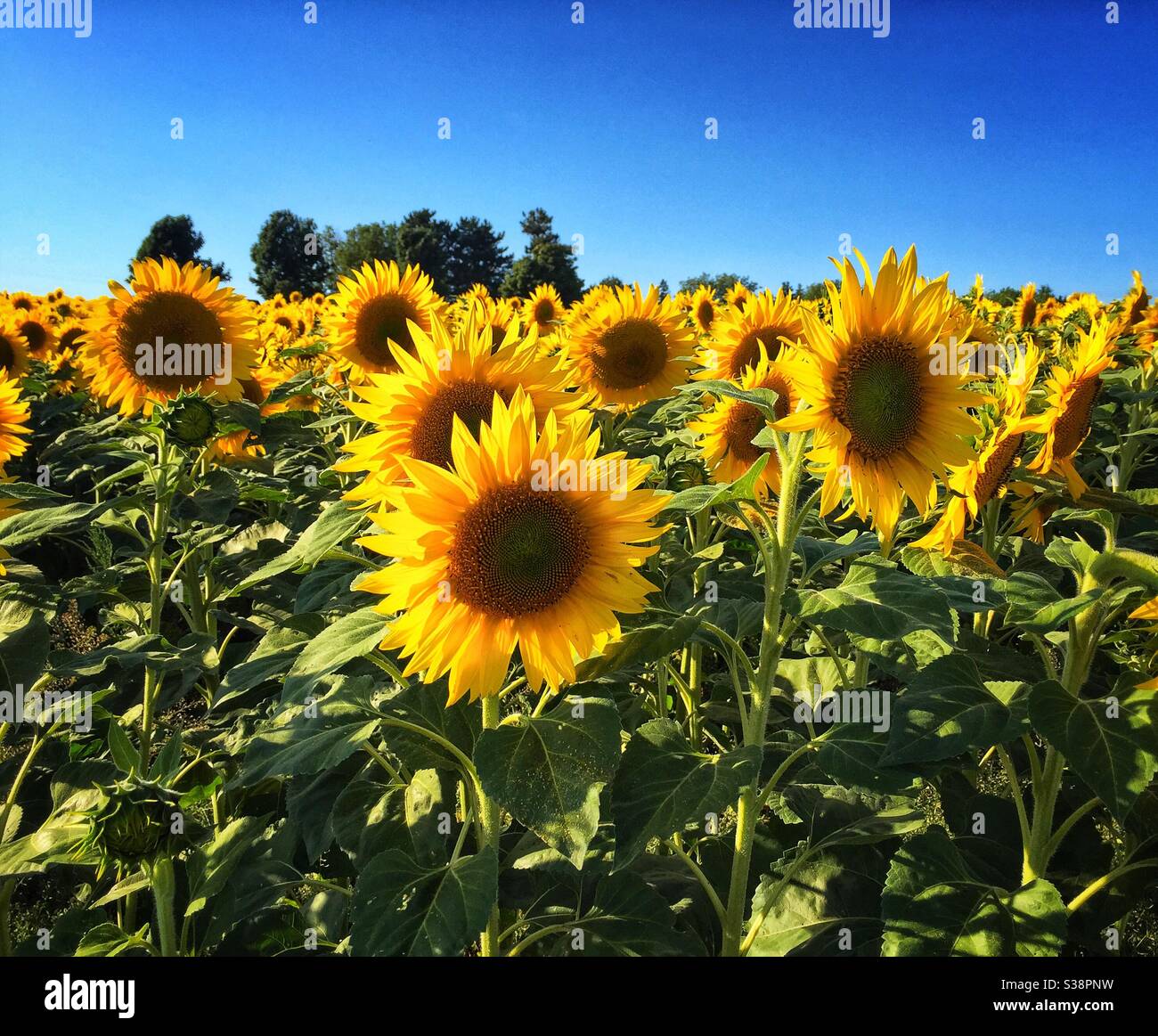 Sunflower plants hires stock photography and images Alamy