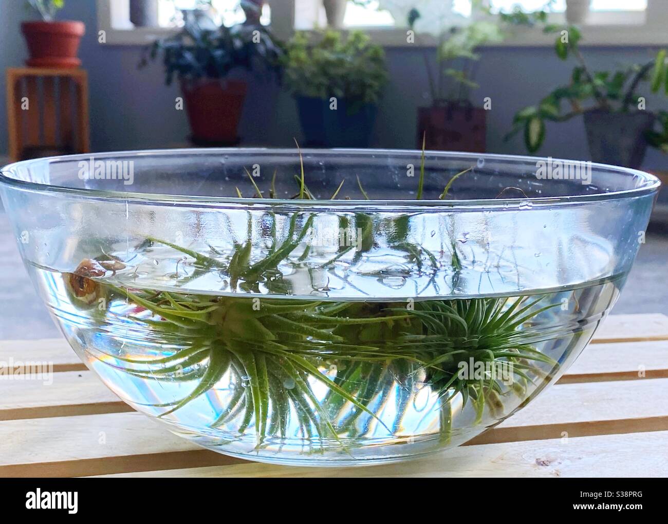 Tillandsia plants hi-res stock photography and images - Alamy