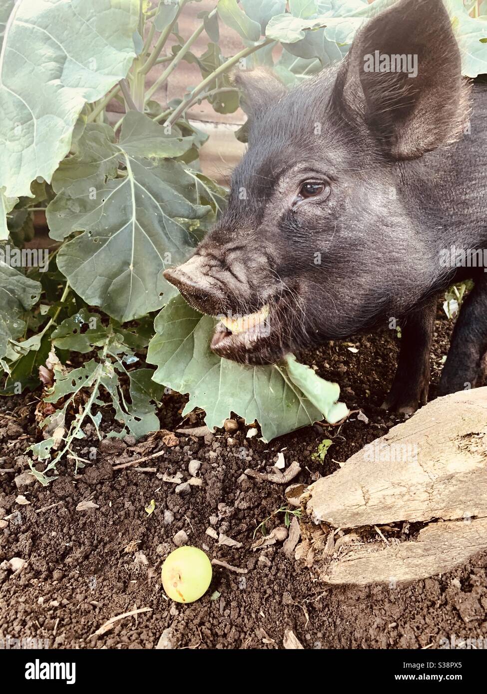 Cute micro pig eating apple Stock Photo Alamy