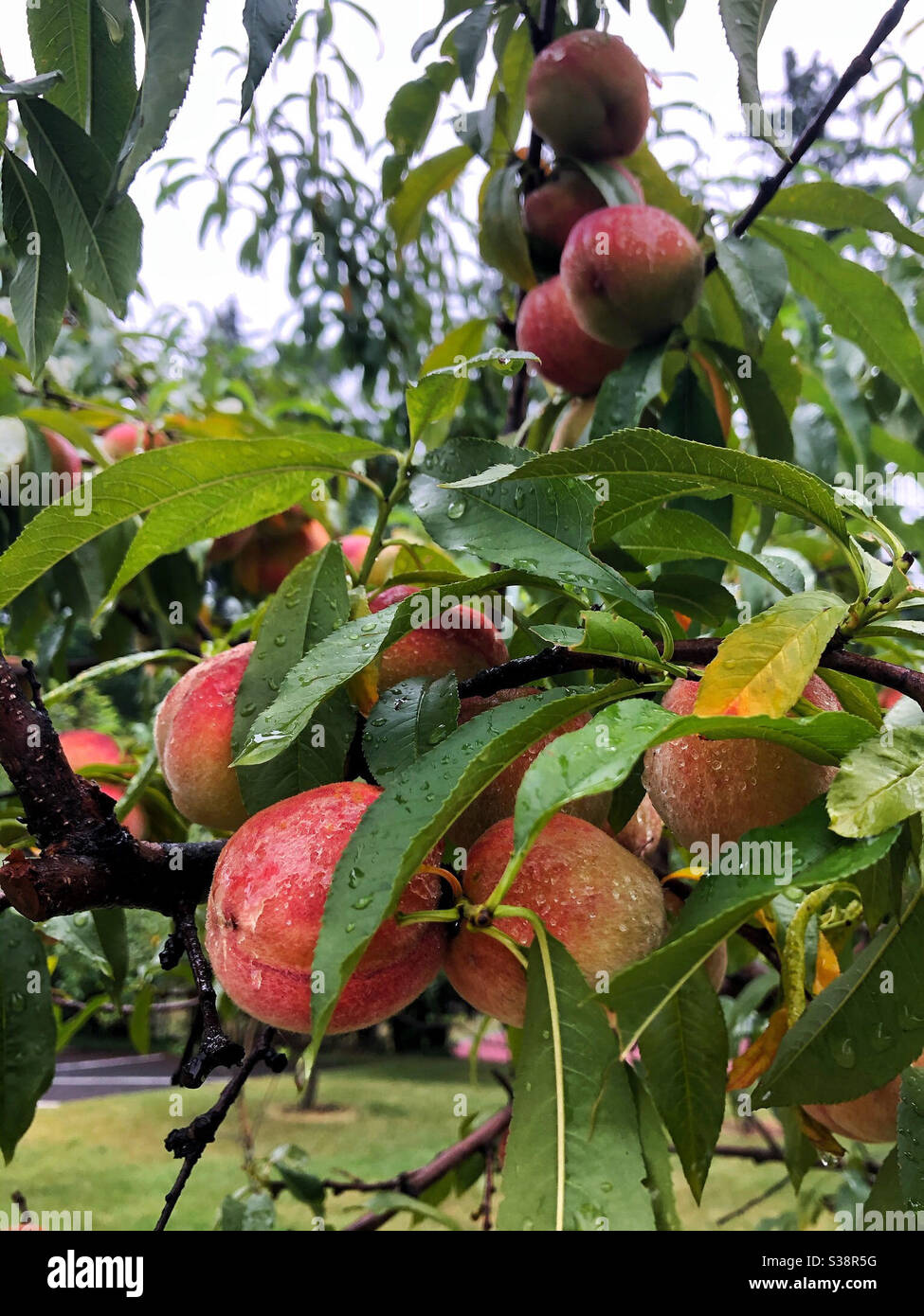 Peaches growing in the summer enjoy a brief rain shower - Smartphone Captured Stock Image