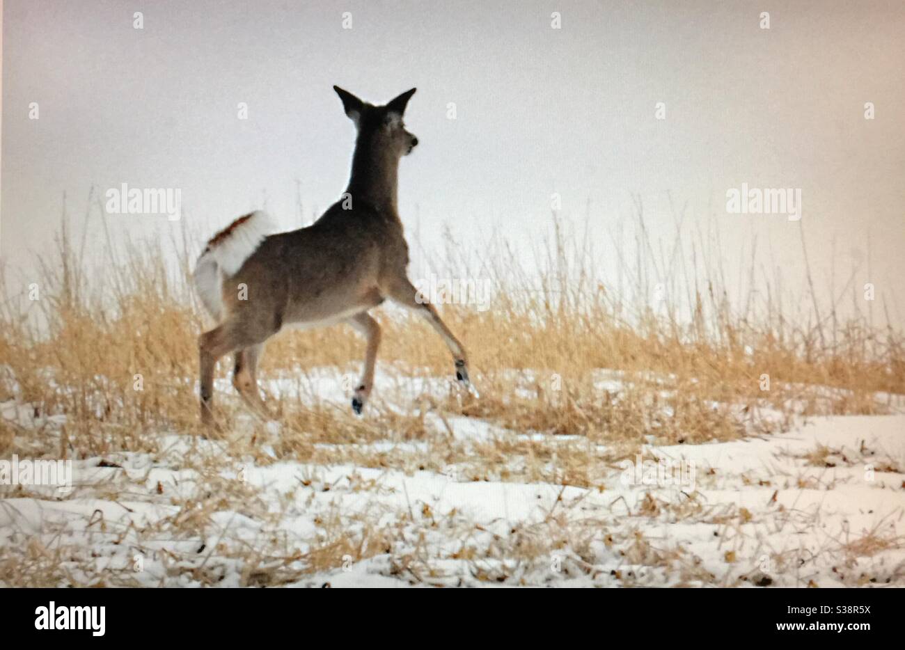 The white-tailed deer, or whitetail, medium-sized deer, native to North America, White tailed deer, wildlife, North American wildlife,deer, - Smartphone Captured Stock Image