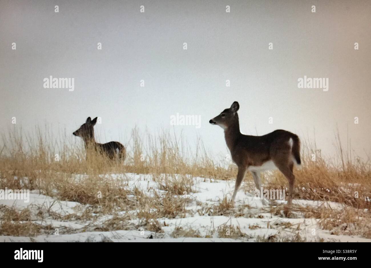The white-tailed deer, or whitetail, medium-sized deer, native to North America, White tailed deer, wildlife, North American wildlife,deer, - Smartphone Captured Stock Image