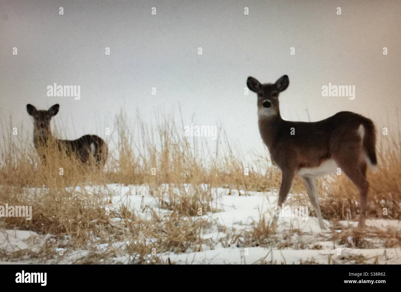 The white-tailed deer, or whitetail, medium-sized deer, native to North America, White tailed deer, wildlife, North American wildlife,deer, - Smartphone Captured Stock Image