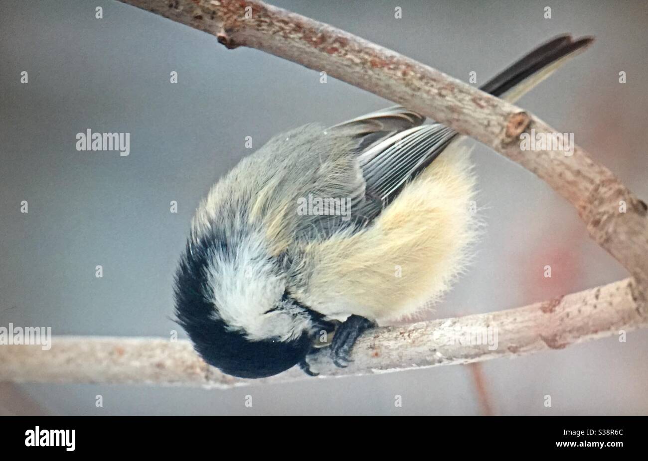 Black-capped Chickadee, Poecile atricapillus, North American Birds, Birds of North America, popular bird, northern United States, southern Canada, always welcomed ,at bird feeders, - Smartphone Captured Stock Image