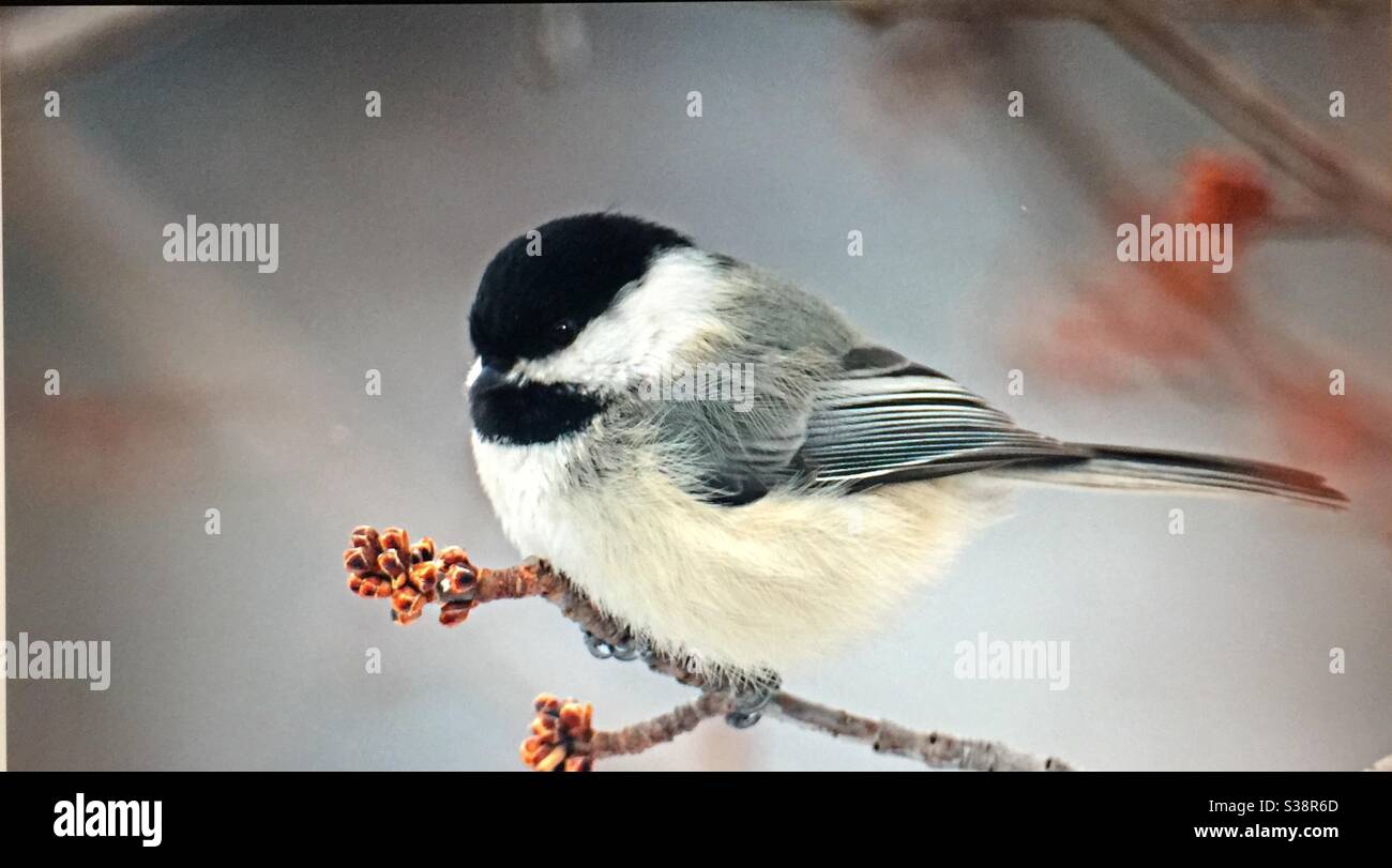 Black-capped Chickadee, Poecile atricapillus, North American Birds, Birds of North America, popular bird, northern United States, southern Canada, always welcomed ,at bird feeders, - Smartphone Captured Stock Image
