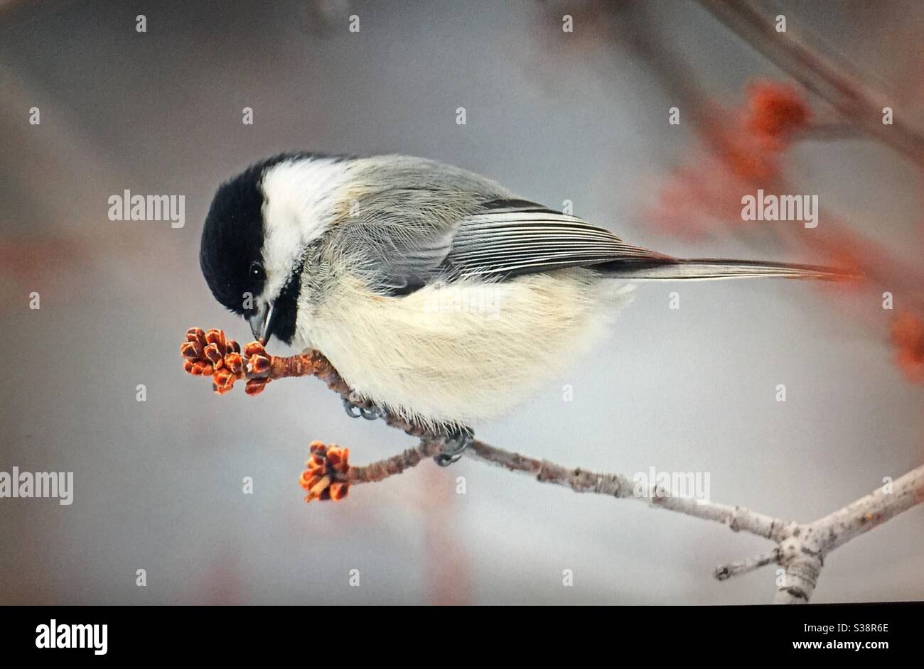 Black-capped Chickadee, Poecile atricapillus, North American Birds, Birds of North America, popular bird, northern United States, southern Canada, always welcomed ,at bird feeders, - Smartphone Captured Stock Image