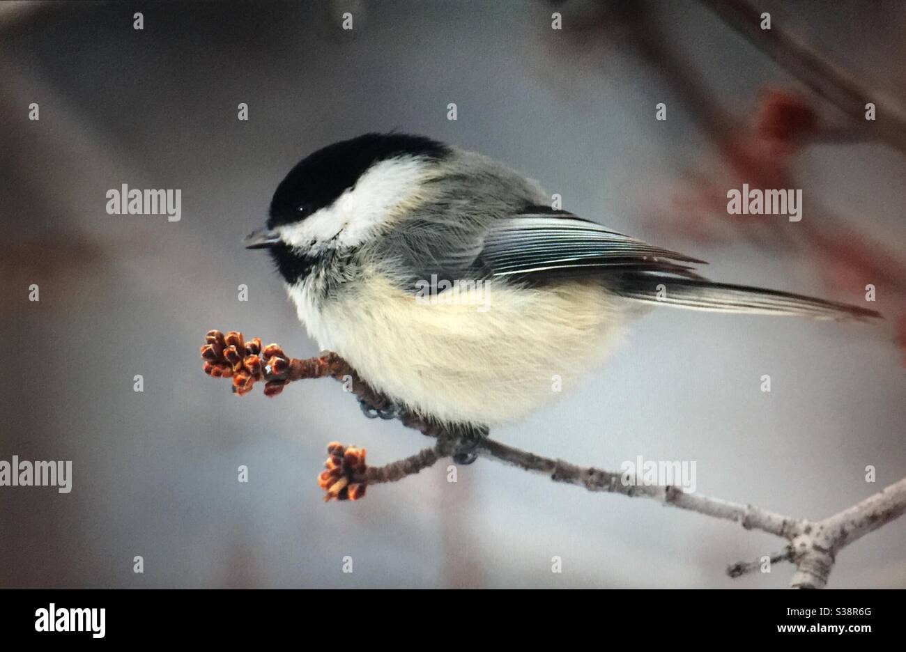 Black-capped Chickadee, Poecile atricapillus, North American Birds, Birds of North America, popular bird, northern United States, southern Canada, always welcomed ,at bird feeders, Stock Photo