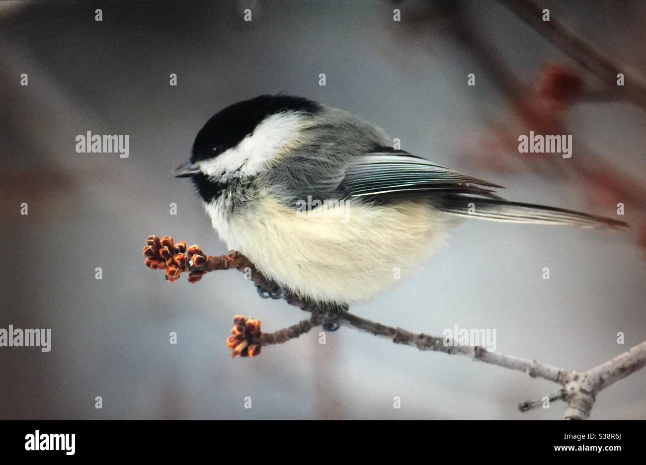 Black-capped Chickadee, Poecile atricapillus, North American Birds, Birds of North America, popular bird, northern United States, southern Canada, always welcomed ,at bird feeders, - Smartphone Captured Stock Image