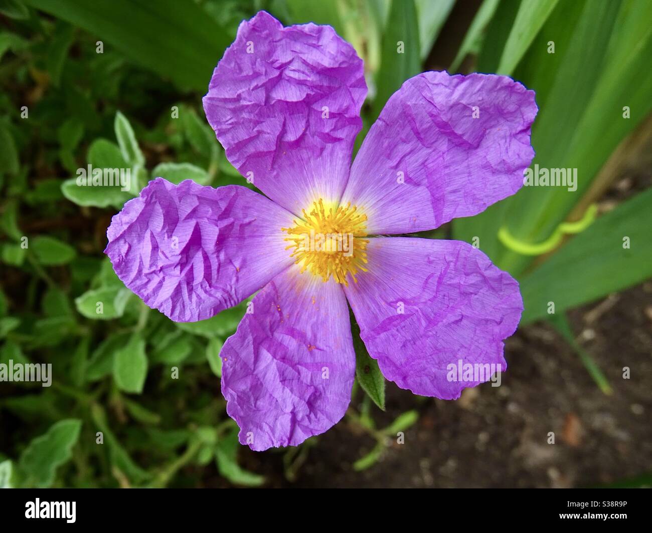 Purple and yellow rock rose flower in a garden Stock Photo
