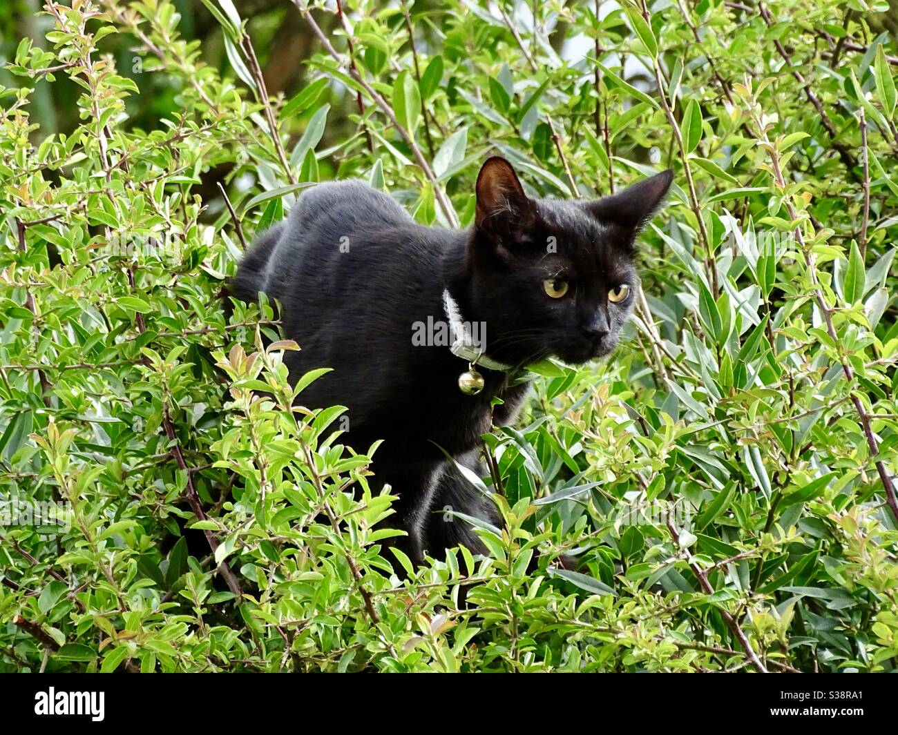 Black cat climbing in a tree Stock Photo Alamy