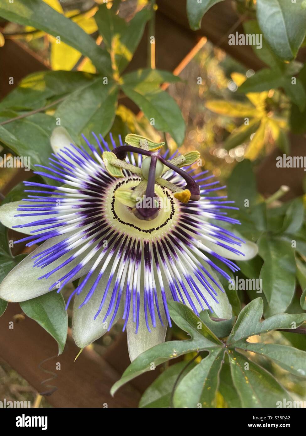 Passion Flower Fruit High Resolution Stock Photography and Images - Alamy