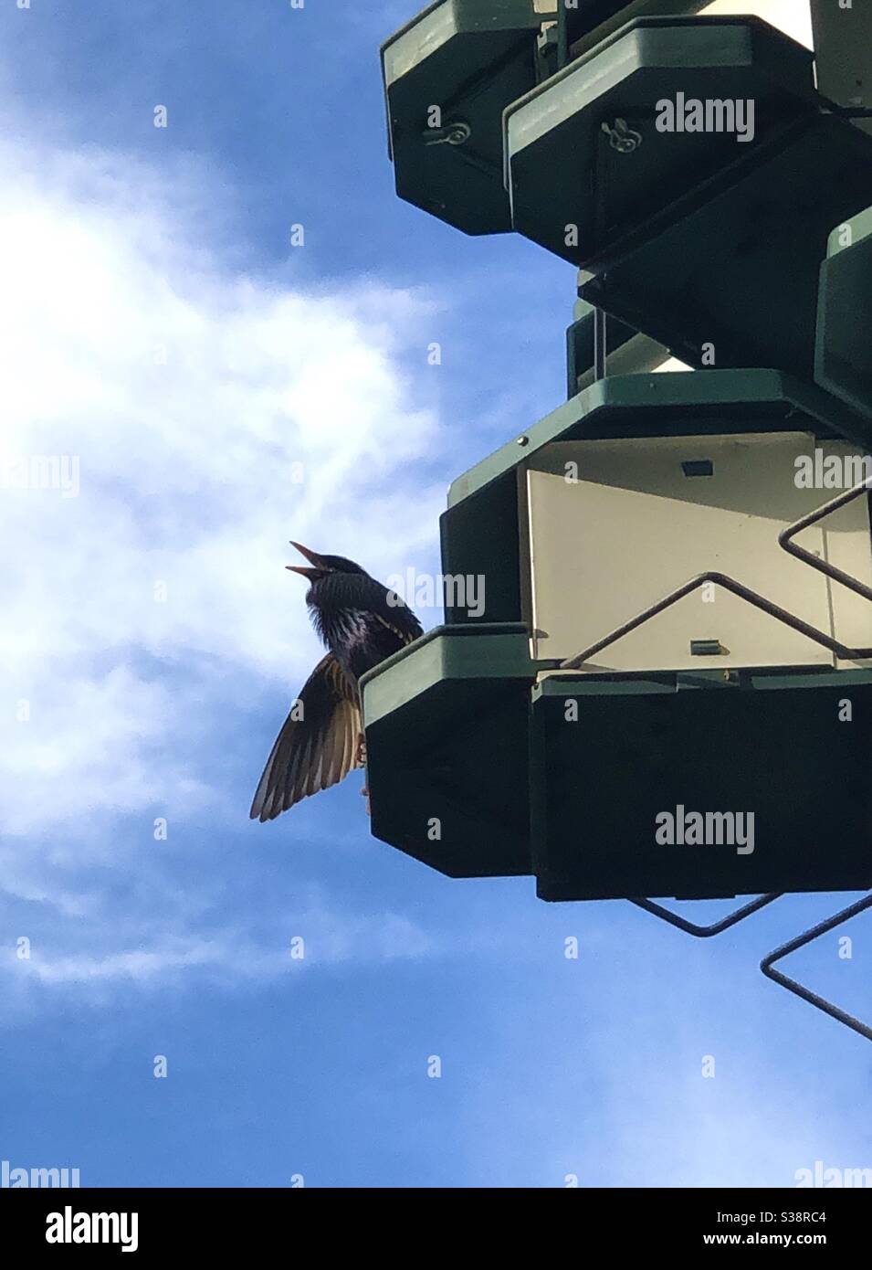 Bird calling out from bird condo - Smartphone Captured Stock Image