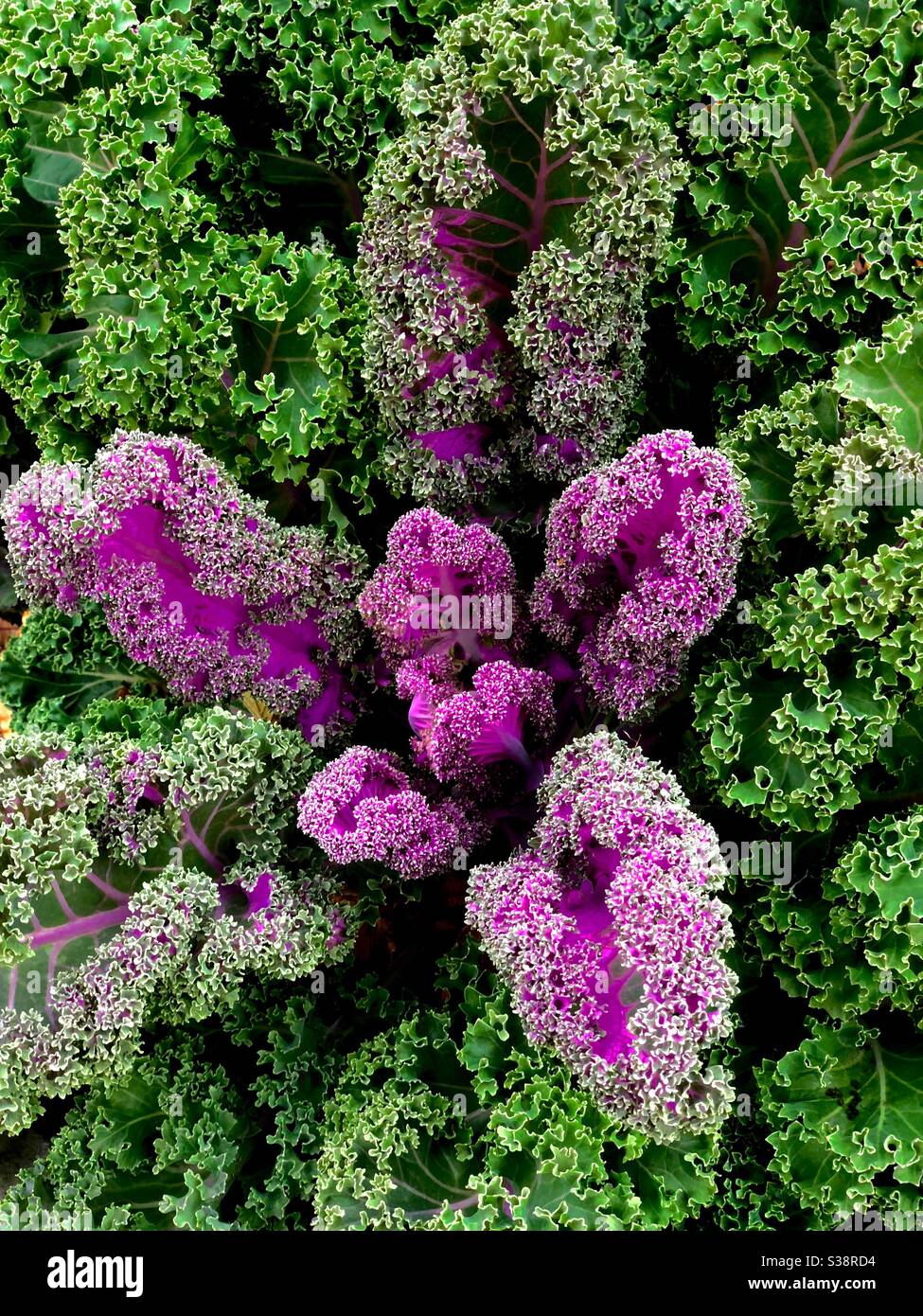 Curly Kale - Smartphone Captured Stock Image