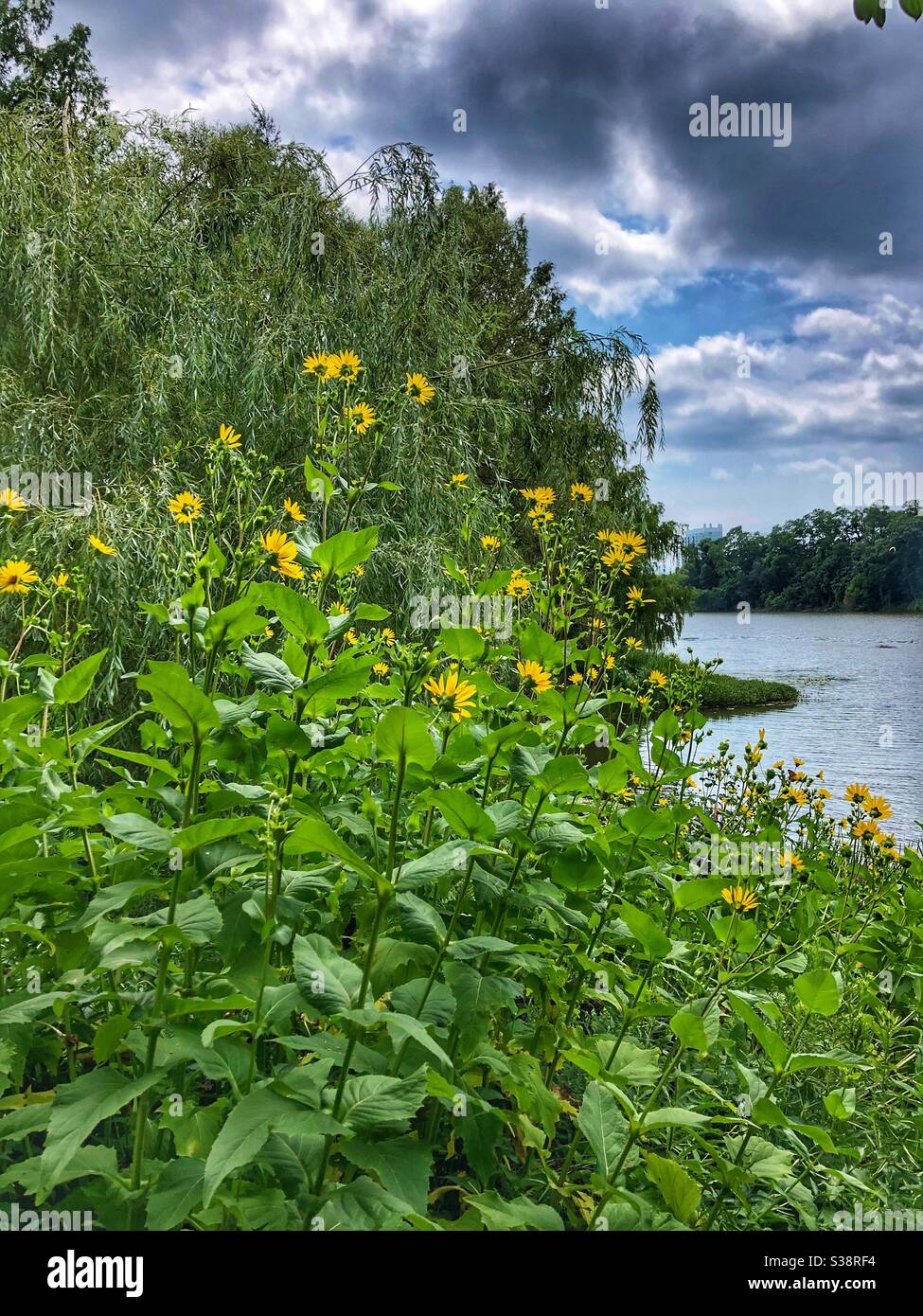 A face in the clouds looking down upon the park and pond. - Smartphone Captured Stock Image
