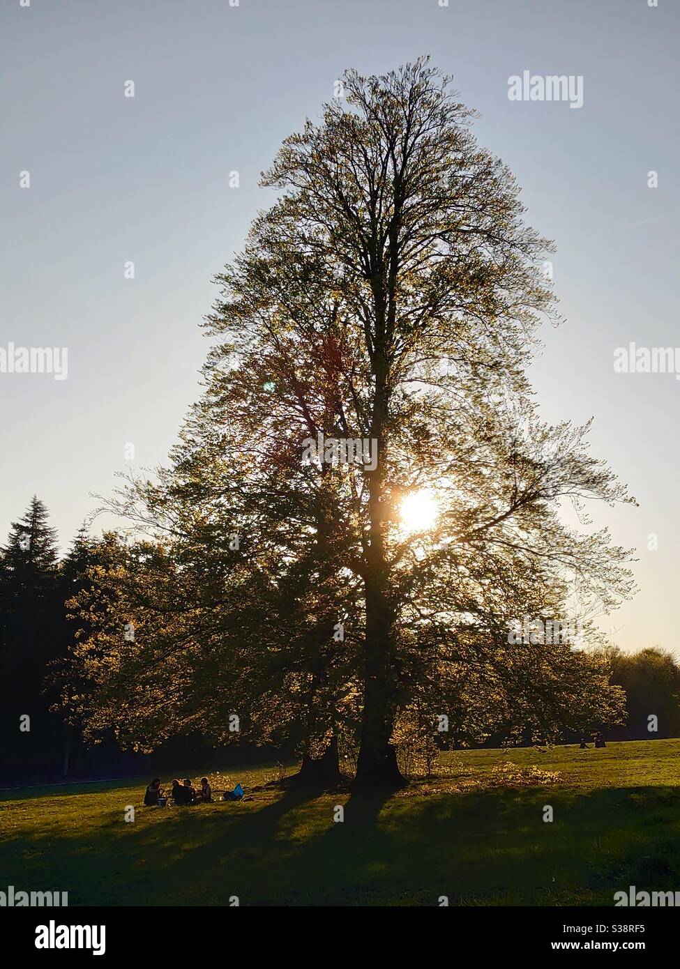 People enjoying summer time under the tree in Bielefeld, Germany - Smartphone Captured Stock Image