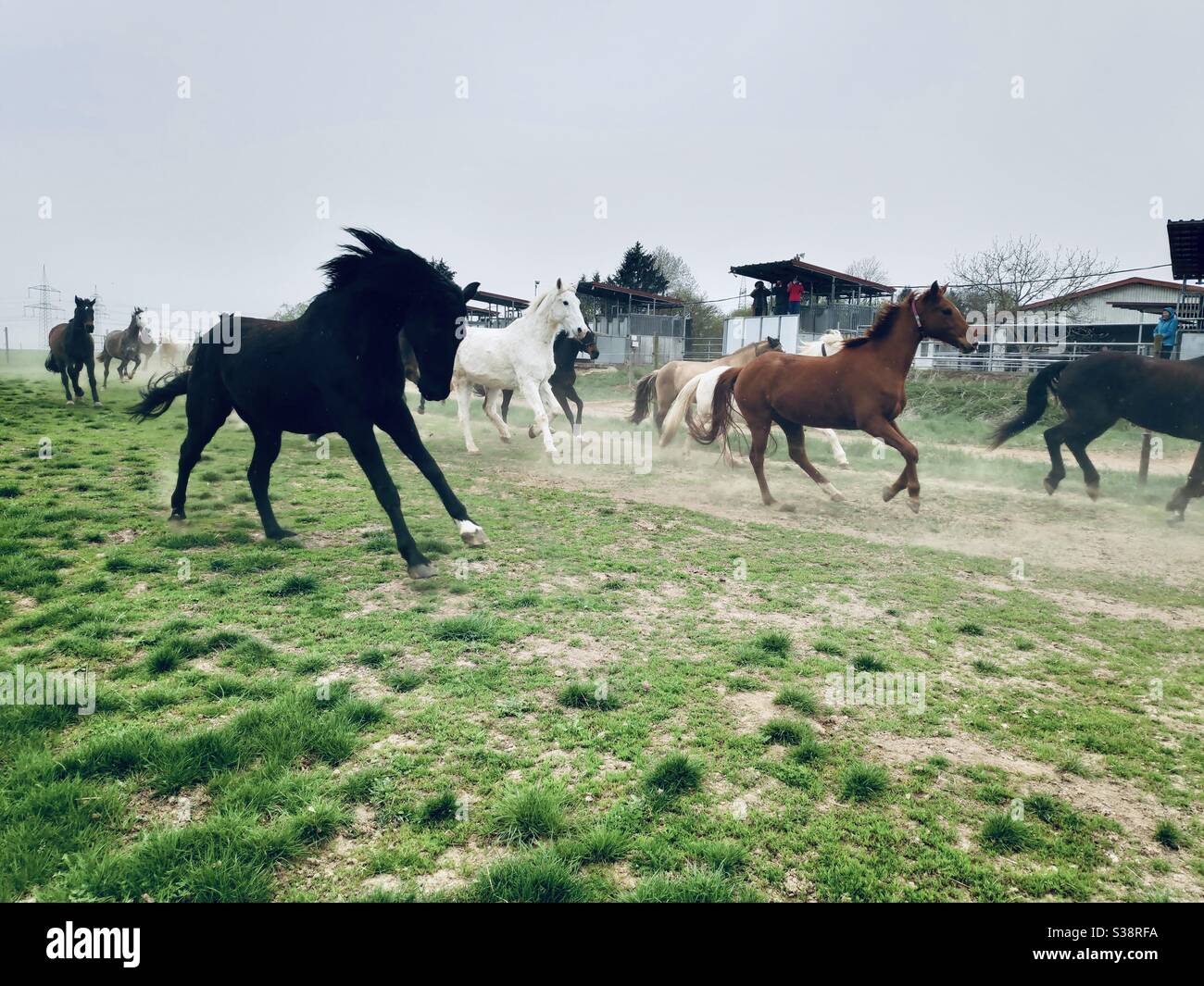 Horses have been set free to graze on green open fields in summer in Germany - Smartphone Captured Stock Image
