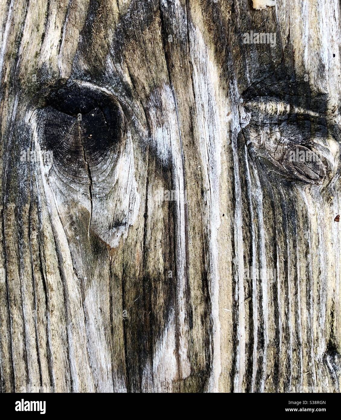 Weathered wood grain and knots resembling an animal’s face. Stock Photo