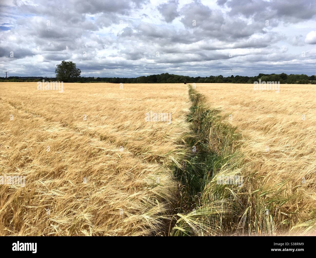 Footpath across a field of cereal crop towards trees on the horizon - Smartphone Captured Stock Image