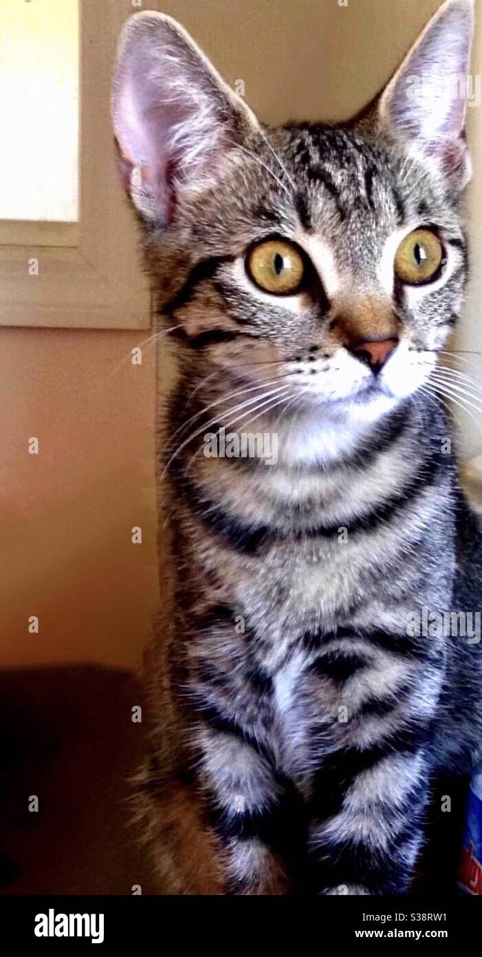 Portrait of beautiful brown-black  tabby cat with gorgeous gold or copper-colored eyes looking at camera, spayed female rescue kitty fully vetted, domestic or american shorthair indoor companion pet Stock Photo