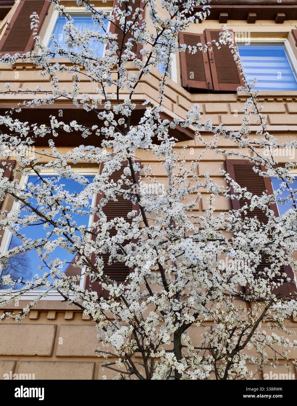 White flowers blooming in Spring, Stuttgart, Germany - Smartphone Captured Stock Image