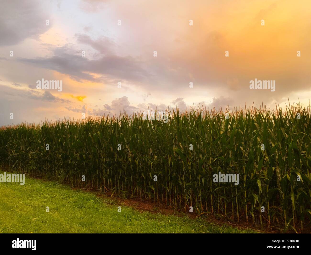 Cornfield in summer - Smartphone Captured Stock Image