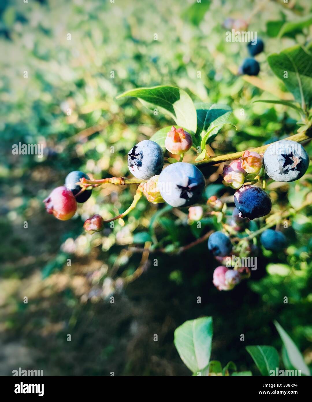 Fresh blueberries growing Stock Photo