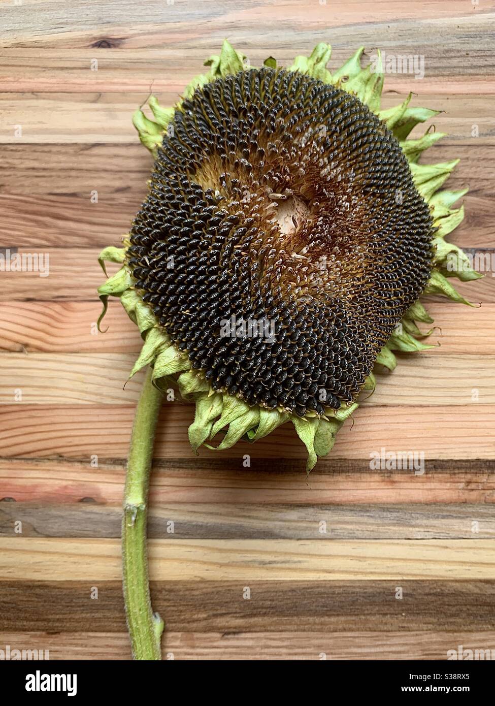 Dried out sunflower head Stock Photo