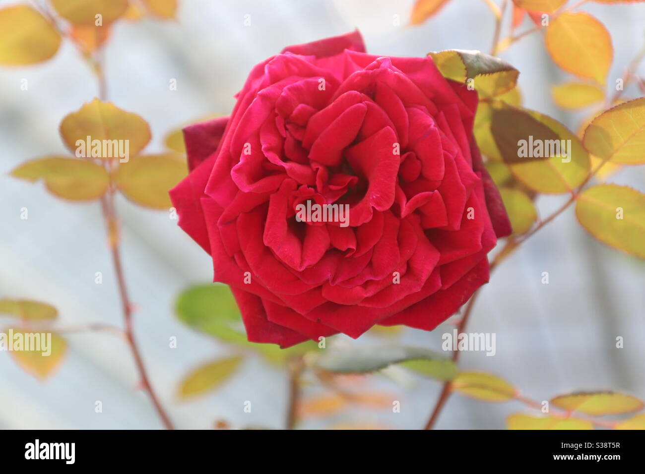 Rose in bloom - Smartphone Captured Stock Image