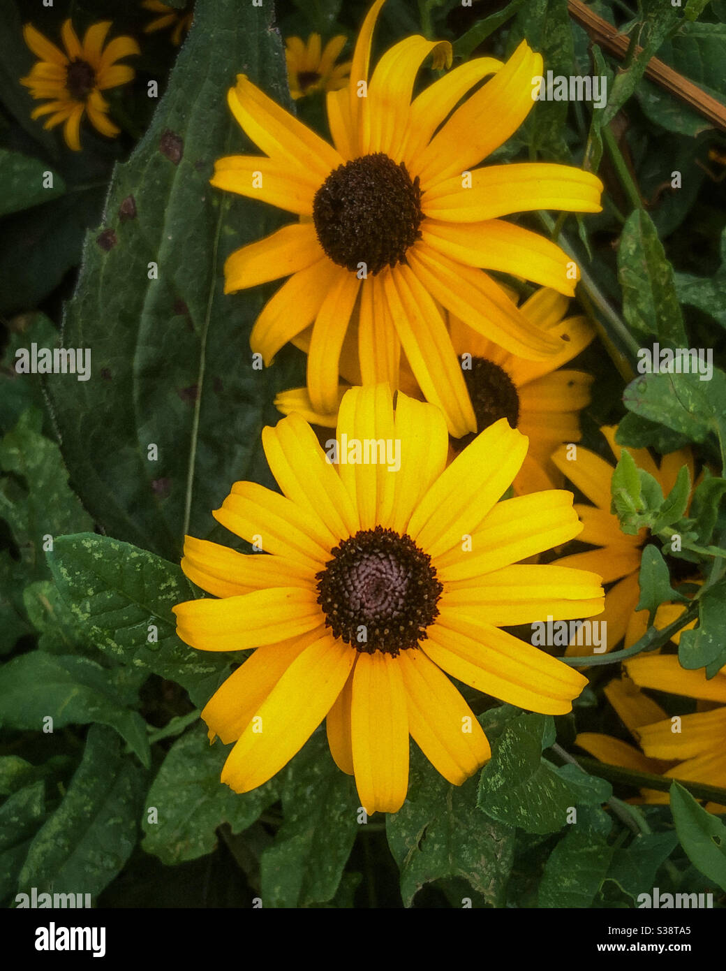 Rudbeckia hirta, commonly called black-eyed Susan, is a North American flowering plant in the sunflower family, - Smartphone Captured Stock Image